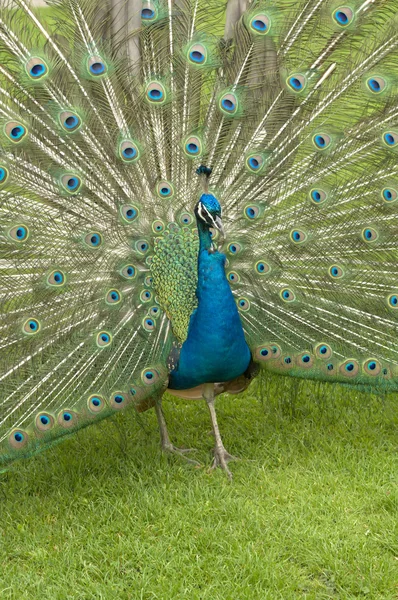 Indiánský peafowl — Stock fotografie