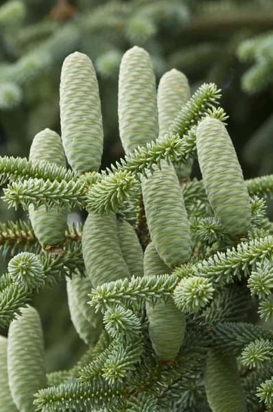 Grupo de cones de pinheiro verde — Fotografia de Stock