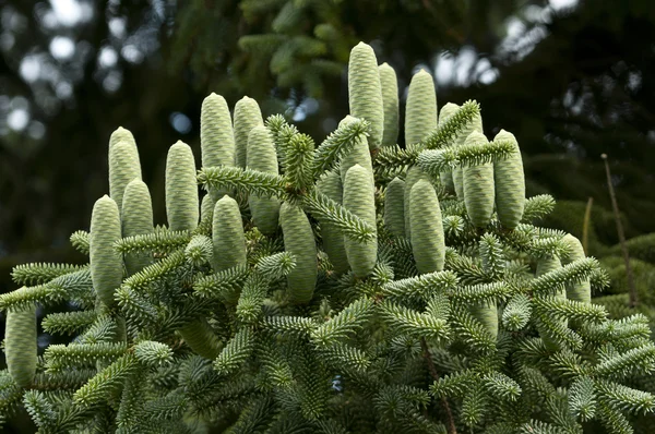 Groupe de cônes de pin vert — Photo