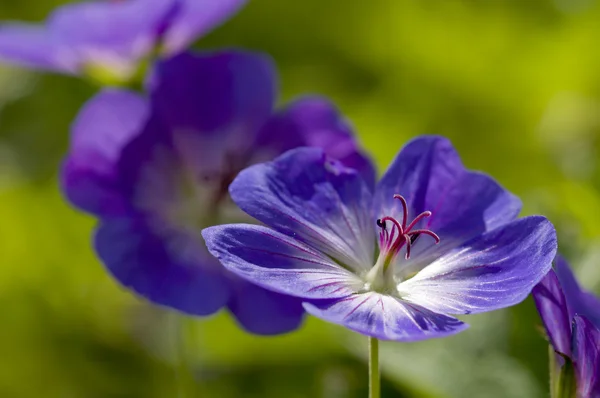Geranio salvaje azul y púrpura — Foto de Stock