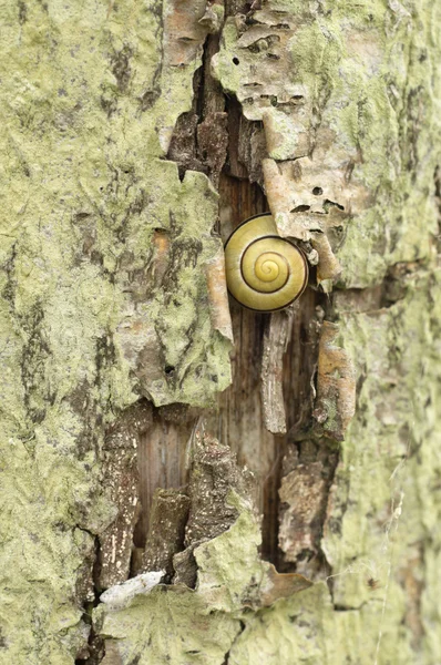 Striped ground snail on tree bark — Stock Photo, Image