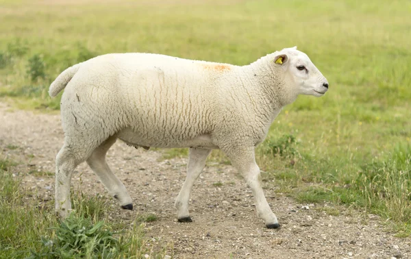 Jovens ovelhas caminhando no caminho — Fotografia de Stock