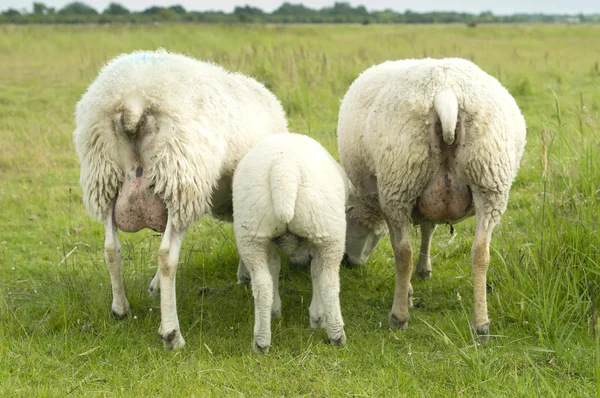 Grupo de ovejas — Foto de Stock