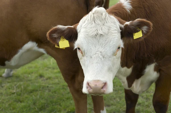 Cabeza de vacas marrones y blancas — Foto de Stock