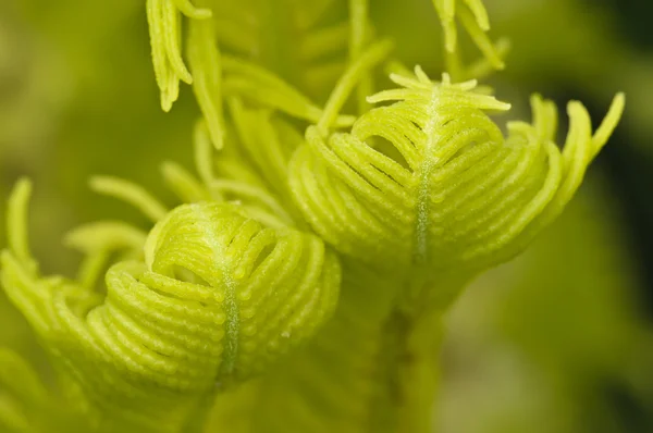 Pąki zielone paproci — Zdjęcie stockowe