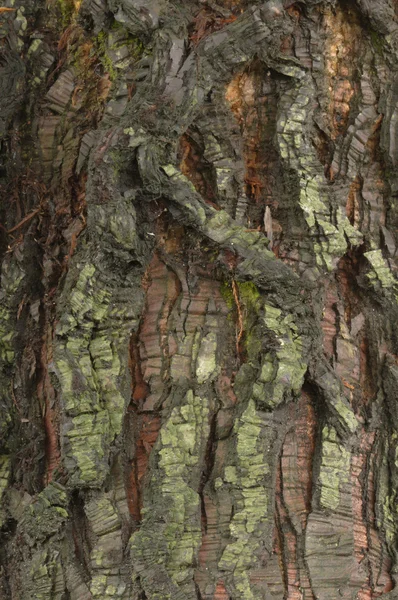 Dettaglio di corteccia di un albero di Sequoia — Foto Stock