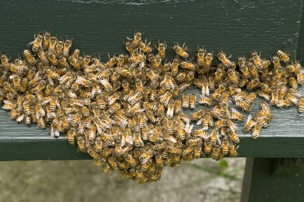 Group of bees — Stock Photo, Image