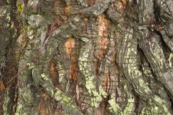 Detalle de la corteza de un árbol de Sequoia — Foto de Stock