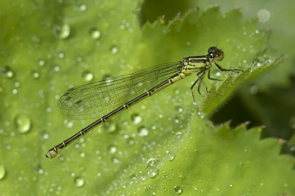 Weibchen auf Blatt mit Regentropfen — Stockfoto