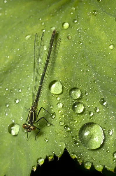 Female damselfly on leaf with rain drops — Stock Photo, Image