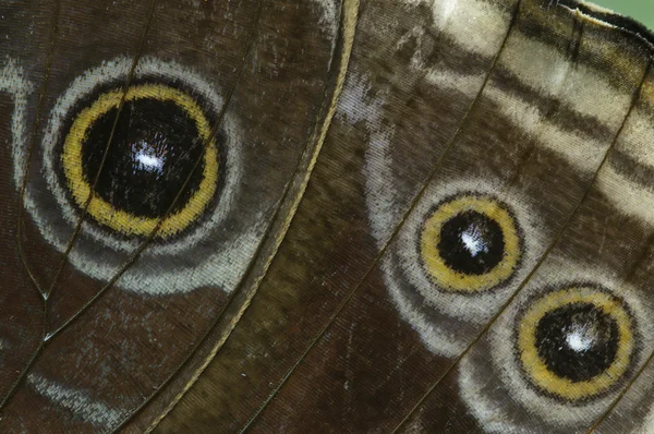 Göz nokta tropikal kelebek kanatları üzerinde — Stok fotoğraf