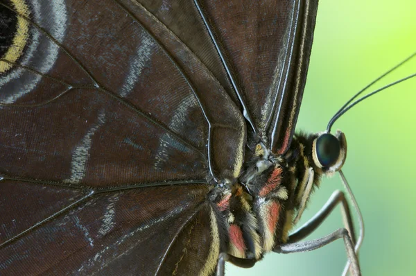 Detail of a tropical butterfly — Stock Photo, Image