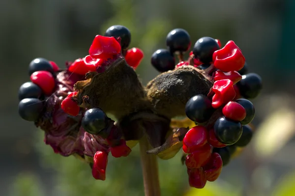 Czarne i czerwone jagody — Zdjęcie stockowe