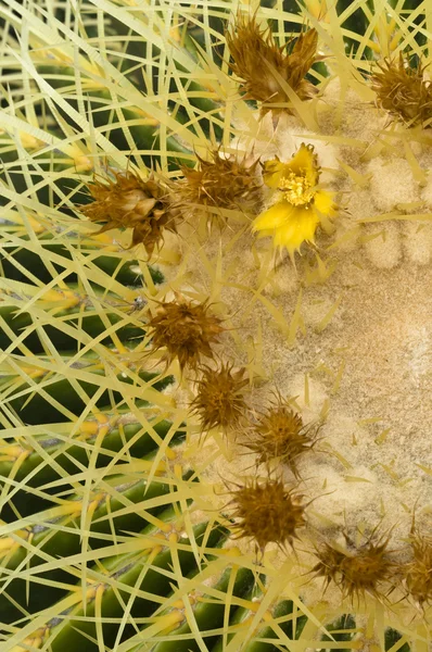 あるエキノカクタス grusonii サボテン — ストック写真