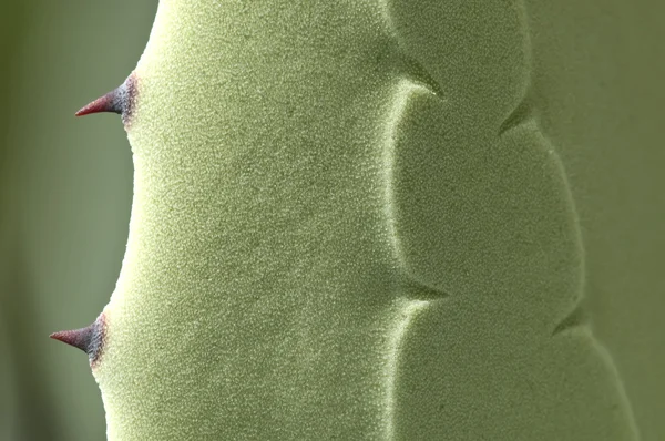 Рослина Агаве з шипами — стокове фото