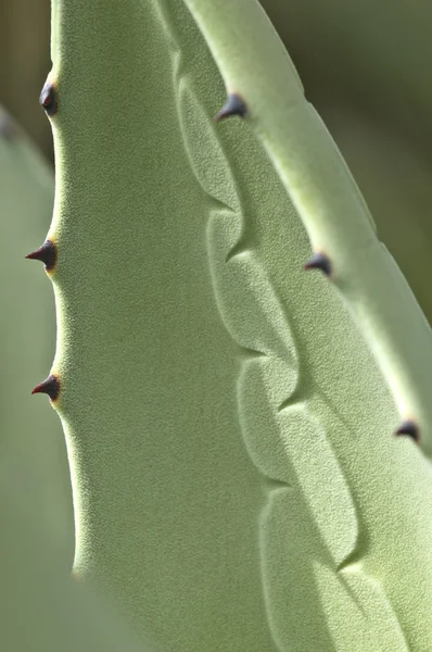 Рослина Агаве з шипами — стокове фото