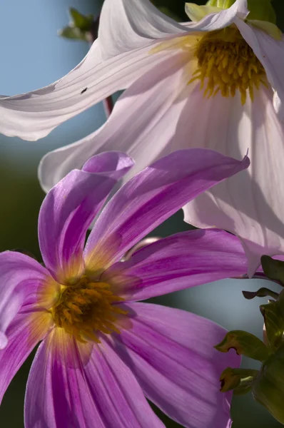 Fleurs ornementales de Dahlia du Mexique — Photo
