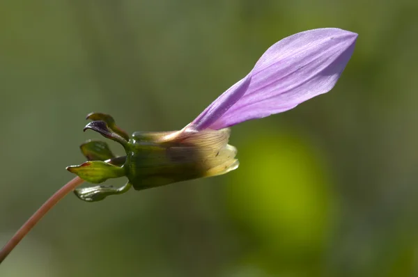 Декоративний квітка жоржин — стокове фото