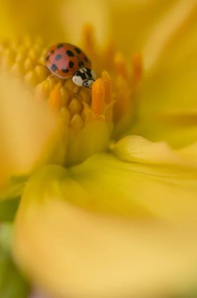 黄色のダリアのテントウムシてんとう虫 — ストック写真