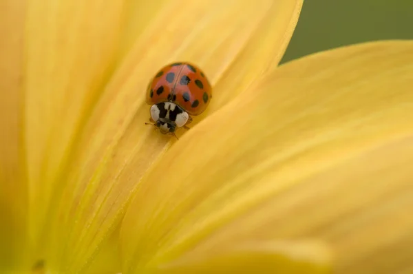 Ladybug, ladybird, on yellow Dahlia — Stock Photo, Image