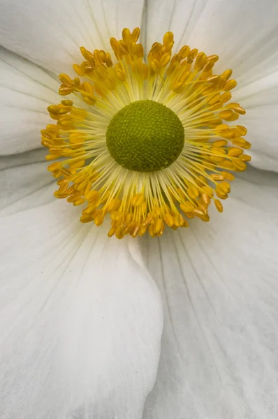 Süs eglantine gül çiçek — Stok fotoğraf