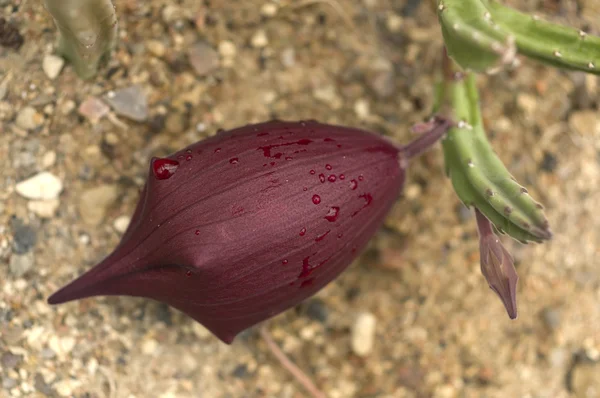 スタペリア leendertziae の花 — ストック写真