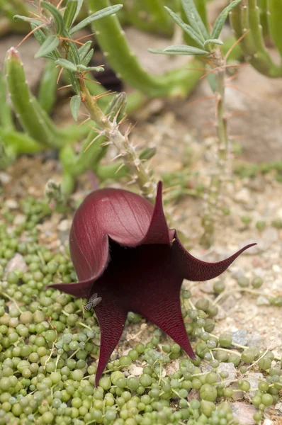 Kwiat stapelia leendertziae — Zdjęcie stockowe