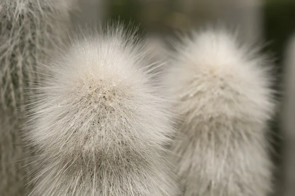 White hair of a thorny succulent plant — Stock Photo, Image
