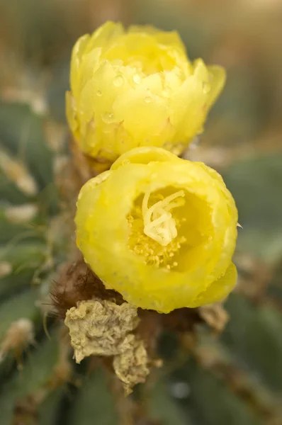 Fleurs jaunes d'une plante succulente — Photo