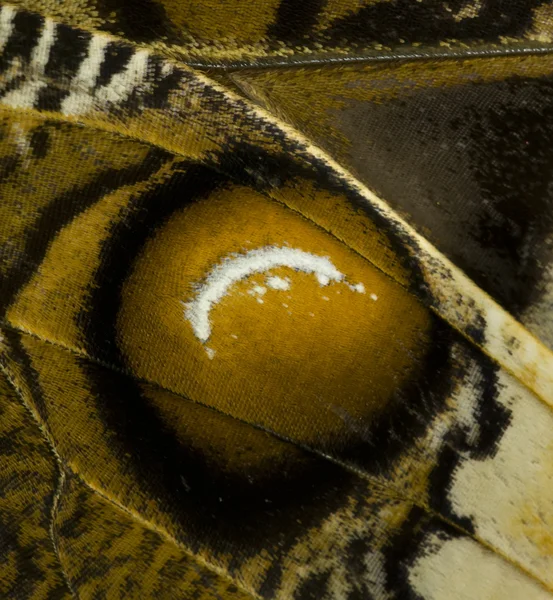 열 대 나비의 근접 촬영 — 스톡 사진