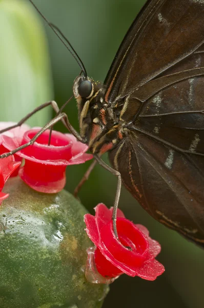 Tropikal bir kelebek closeup — Stok fotoğraf
