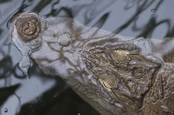 Blick auf einen Krokodilkopf — Stockfoto
