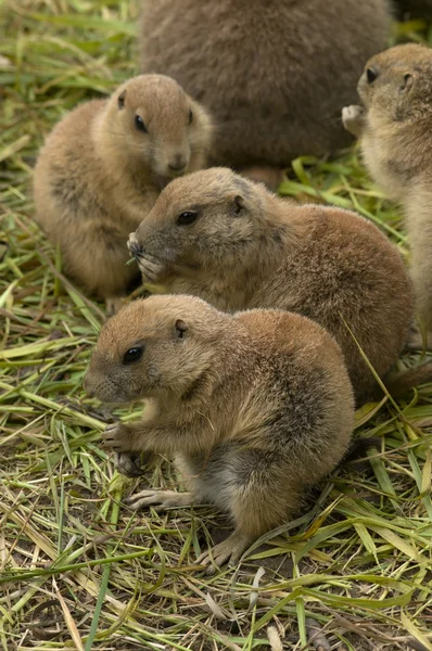 Family of ground dogs — Stock Photo, Image