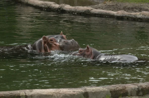 Hippopotame femelle avec deux jeunes — Photo