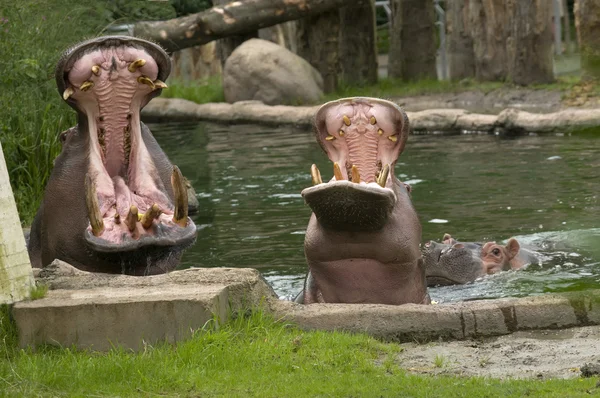 Hippopotame mâle et femelle à bouche ouverte — Photo