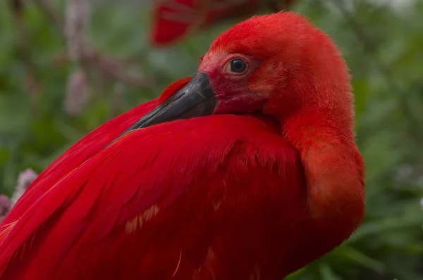 Röd ibis (Eudocimus ruber)) — Stockfoto