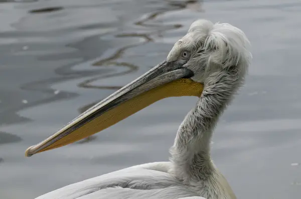 stock image Dalmatian Pelican (Pelecanus crispus)