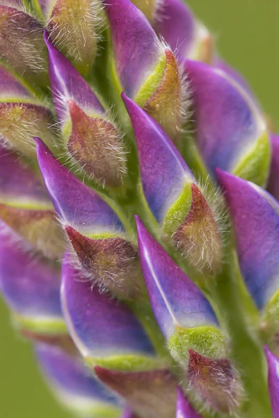 Detail of a Lupin FLower Spike — Stock Photo, Image