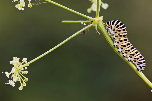 Bruco di rondine coda farfalla — Foto Stock