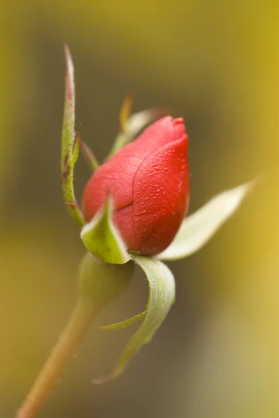 Červená růže bud s jemnou žlutou bud — Stock fotografie