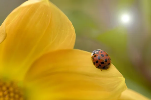 瓢虫，瓢虫上黄色大丽花 — 图库照片