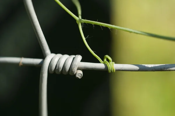 Imitação da natureza — Fotografia de Stock