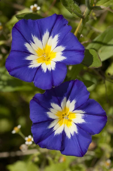 Ipomea-Blüten — Stockfoto