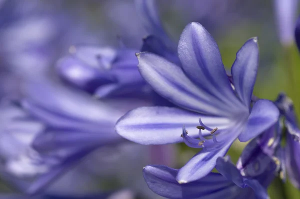 Flores de campana azul — Foto de Stock