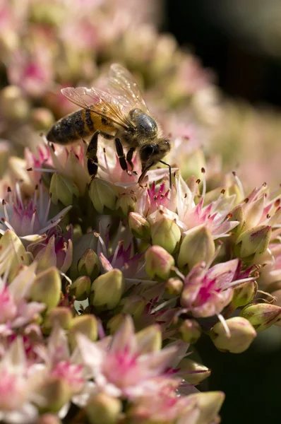 Bee on FLowers — Stock Photo, Image