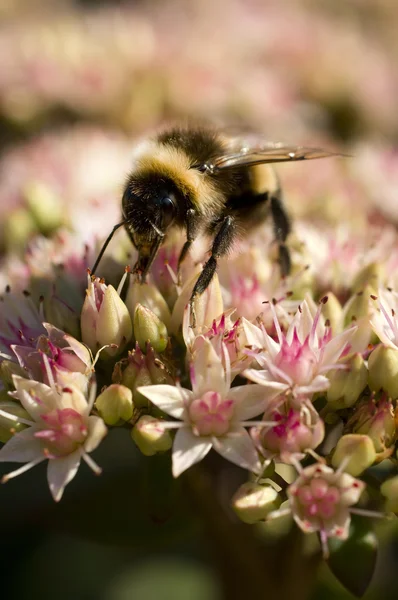 Bumble Bee sui fiori — Foto Stock
