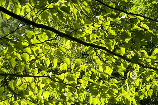 Ήλιος μέσα από τα φύλλα — Φωτογραφία Αρχείου