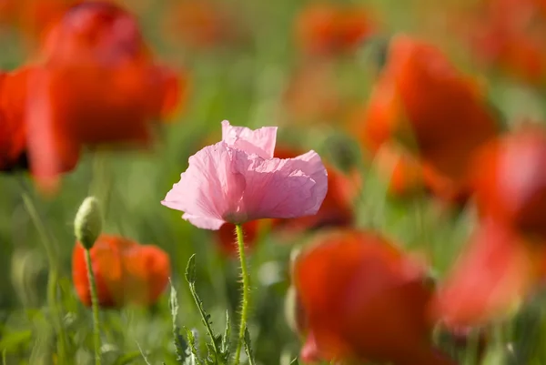 Pink poppy — Stock Photo, Image