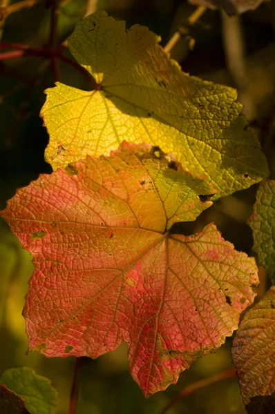 Gule og røde blader – stockfoto