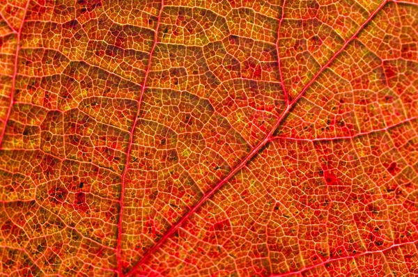 stock image Yellow and red leaf